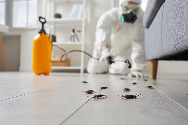 Post-Treatment Bed Bug Interceptor Monitoring in Oakton